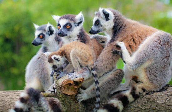 Madagascar Lemur Fever