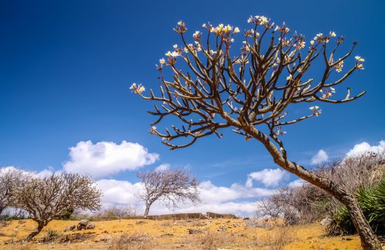 Northern Madagascar Adventure