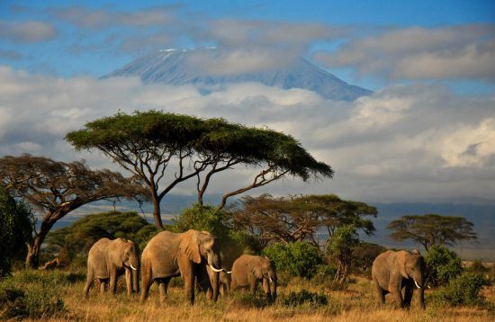 Kenya & Tanzania Signature Safari