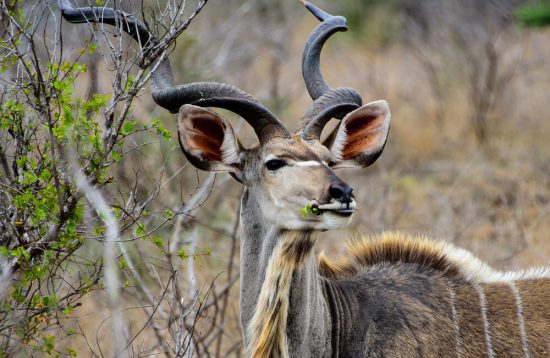 Cape Town, Rovos Rail & Kruger