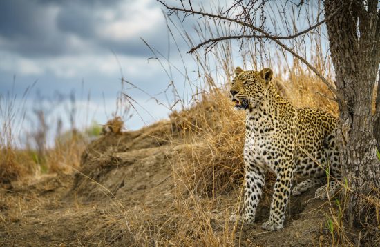 SPECIAL: South Africa Wildlife Tracker