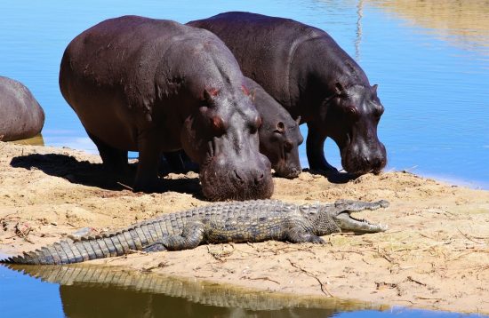 Botswana Discovery